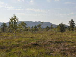 Hochmoorlandschaft