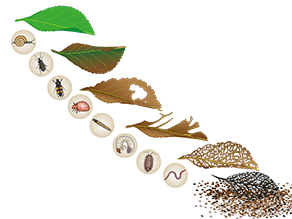Grafische Darstellung der Zersetzung eines Laubblattes durch Bodenlebewesen