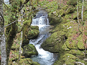 Bachlauf mit Wasserfall im Laubwald