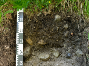 Bodenprofil des Bodentyps Rendzina. Die oberste Bodenschicht ist der typische dunkelbraune humose Oberboden. Seine Mächtigkeit liegt hier bei ca. 30 cm, deutlich zu erkennen ist der hohe Steinanteil. Darunter liegt unmittelbar der anstehende beige-graue Kalkstein, aus dem sich der Boden entwickelt.