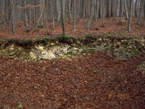 Abgefallene Blätter in einem Buchenwald bedecken eine flachgründiger Rendzina, die im Profil angeschnitten zu sehen ist.