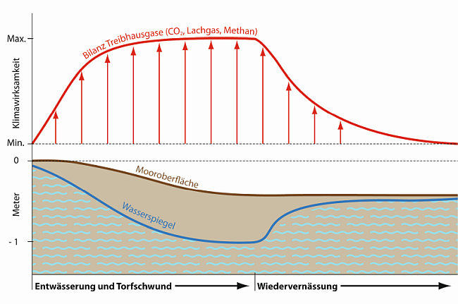 Die vorliegende Graphik ist zweigeteilt. In der unteren Hälfte ist der Wasserspiegel in Relation zur Moorbodenoberfläche dargestellt. Die obere Hälfte zeigt in einem Liniendiagramm, wie die Menge der ausgestoßenen Treibhausgase Kohlenstoffdioxid, Lachgas und Methan aus einem Moor auf Veränderungen des Moorwasserstandes reagiert. Ausgehend von einem natürlichen Moorzustand sind die Treibhausgasemissionen gering und steigen mit zunehmender Entwässerung (sinkender Wasserspiegel). Auch die Mooroberfläche sinkt durch Schrumpfung und Zersetzung der organischen Substanz. Unmittelbar nach der Wiedervernässung mit einem oberflächennahen Wasserstand sinken die Treibhausgasemissionen wieder deutlich ab und erreichen nach einiger Zeit wieder das natürliche Ausgangsniveau.