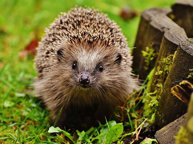 Ein Igel steht auf einem Rasen und schaut in die Kamera, daneben befindet sich eine Beetbegrenzung aus Holzpflöcken.