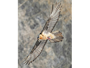 Der Bartgeier fliegt und trägt ein Knochenstück zwischen den Füßen. Die Flügel sind insgesamt dunkel und der Bauch ist rostrot gefärbt.