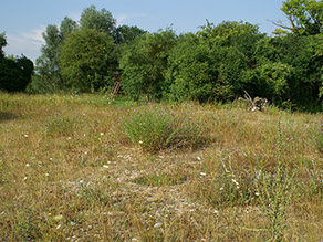 Trockene Schotterwiesenlandschaft mit vereinzelt höheren Gräsern und Büschen