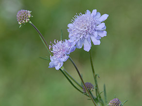 Hellblaue bis blass violette Blütenköpfe einer Grauen Skabiose