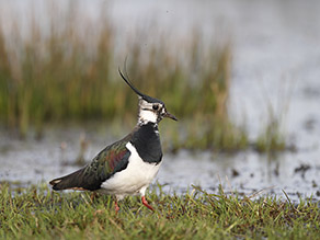 Schwarzweißer Vogel mit großer Feder am Hinterkopf am Uferrand eines Sees