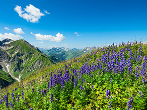 Ein Berghang mit Blauem Eisenhut. Im Hintergrund sind Berge zu erkennen.