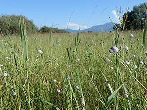 Mehrere hohe Pflanze mit kleinen, hellblauen Blütenköpfen wachsen vor einem Schilfgürtel, im Hintergrund sind Gehölze und dahinter hohe Berge zu sehen.