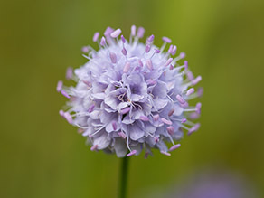 Großaufnahme einer lilablauen Blume, deren Einzelblüten eine kugelige Form bilden.