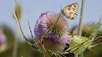 mehrere Insekten sitzen auf der Blüte einer Distel 