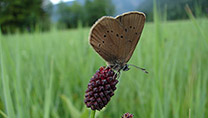 Ein Schmetterling mit Punkten auf hellbraunen Unterflügeln sitzt auf einer roten Blüte.