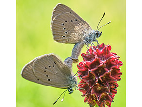 Zwei Schmetterlinge mit Punkten auf hellbraunen Unterflügeln sitzen während der Paarung auf einer roten Blüte.