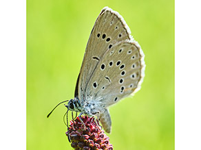 Ein Schmetterling mit Punkten auf hellbraunen Unterflügeln sitzt auf einer roten Blüte. 