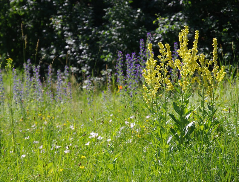 Blühende Wildblumenwiese mit Gräsern, Königskerzen, Natternkopf und weiteren unbestimmten Blühpflanzen.