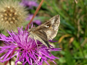 Ein hellbrauner Falter der Art der Gammaeulen mit weißlichem Fleck auf den Flügeln sammelt Nektar an der Blüte einer rosaroten Flockenblume.