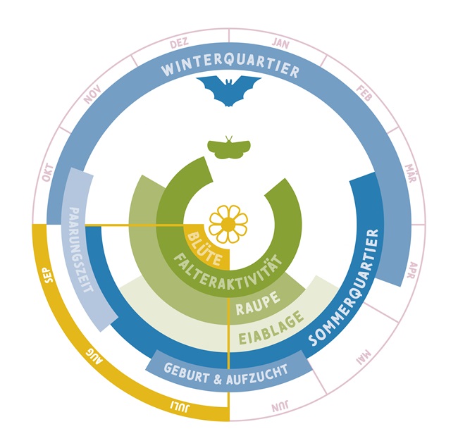 Kreisförmige Infografik mit Kalendermonaten im äußersten Kreis und verschiedenfarbigen Balkensegmenten, die unterschiedliche Lebensphasen und Zusammenhänge von der Grauen Langohr-Fledermaus, dem Nachtfalter der Art Gamma-Eule und der Kleinblütigen Königskerze abbilden.