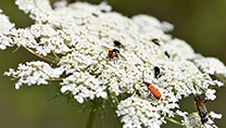 Nahaufnahme einer Blüte der Wilden Möhre mit verschiedenen Insekten darauf.