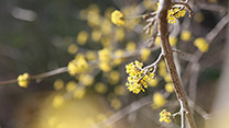 Viele kleine gelbe Blüten an einem kahlen, braunen Zweig