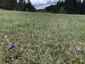 Feuchtwiese mit blauen und rosa Pflanzen unter einer Hochspannungsleitung
