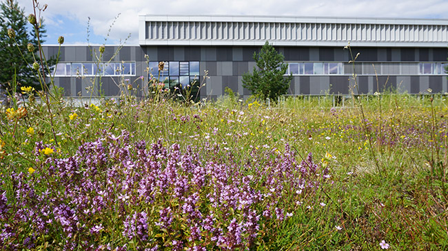 Extensiv genutztes Grünland mit Pflanzen mit lila Blüten vor einem Betriebsgebäude 