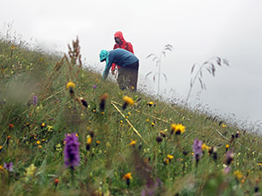 Zwei Personen untersuchen die Pflanzen auf einer Bergwiese; im Vordergrund sind violette und gelbe Blüten.