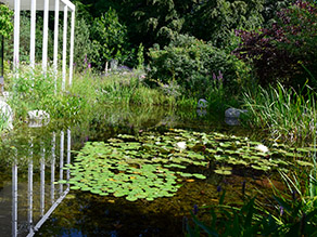 Naturnaher Garten mit Teich und Seerosen im Vordergrund, weißer Pergola und Gehölzen im Hintergrund.