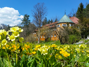 Vogelschutzwarte im Frühjahr mit Schlüsselblumen.