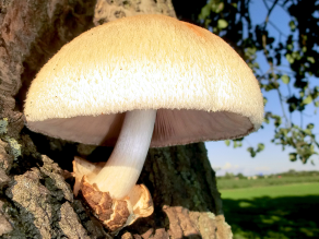 Pilz an einem lebenden Baum.