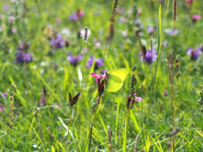 Zitronenfalter an einer Blüte.