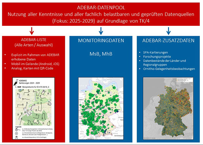 Schaubild mit drei Säulen, das die verschiedenen Datenquellen für den künftigen Brutvogelatlas zeigt: links farblich rot abgehoben sind die Adebarlisten und -routen in Text und auf einem Kartenausschnitt dargestellt, in der Mitte und rechts (in Blau, jeweils mit einer Landkarte von Deutschland mit unterschiedlichen Datenpunkten) die Monitoringdaten und zusätzliche Daten der Bundesländer.