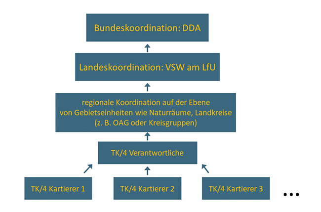 Das Organigramm zeigt eine hierarchische Organisation beginnend mit Kartierenden der einzelnen Raster über einen TK-Viertel Verantwortlichen und der regionalen Koordination auf der Ebene naturräumlicher Einheiten oder Landkreise bis zur Landeskoordination am LfU und der Bundesorganisation beim Dachverband Deutscher Avifaunisten (DDA).