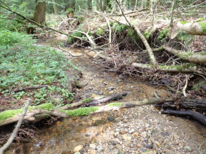 Ein Bach mit Totholzästen und steinigen Bereichen in einem Wald.