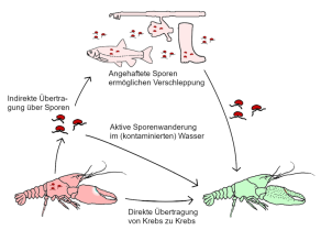 Eine gezeichnete Grafik zeigt den Kreislauf der Übertragung, durch Verschleppung, indirekte Übertragung über Sporen, oder Aktive Sporenwanderung im Wasser.