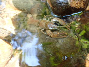 Ein Krebs sitzt, halb überspült von Wasser, in einem steinigen Bachbett.