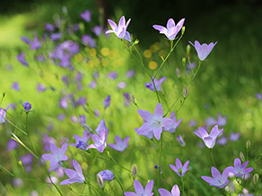 blaue Blütenblätter der Wiesen-Glockenblume mit unscharfer Wiese im Hintergrund