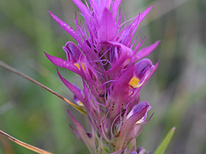 Nahaufnahme der bunten Blüte des Acker-Wachtelweizen