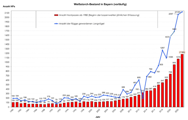 Bestandsgrafik mit einer, seit 1980 stetig steigenden Kurve bis zum Jahr 2023. Im Jahr 2023 wurden für Bayern bis zum Zeitpunkt der Erstellung des Zwischenberichtes 1180 Storchenpaare gemeldet. Das sind 111 HPa bzw. 10,1% mehr als im Vorjahr (1069 Horstpaare). Somit setzt sich die Bestandszunahme deutlich fort. Mindestens 198 Neuansiedlungen und mehrere Wiederbesiedlungen früherer, aber zeitweilig verwaister Standorte sind bekannt geworden. Der Brutbestand 2023 stellt einen neuen Bestandsrekord seit Beginn der regelmäßigen Erfassung 1980 dar. Die Ursachen dafür sind neben den Maßnahmen im Brutgebiet vor allem eine Zunahme des Gesamtbestandes in Europa wohl v.a. aufgrund günstiger Überwinterungsbedingungen – welcher der beiden Faktoren in welchem Umfang zu den neuerlichen Bestandszunahmen beiträgt, lässt sich nicht abschätzen.