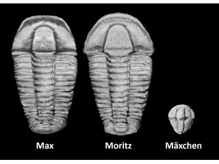 Das berühmte Lausbuben-Pärchen Max und Moritz stand Pate für die neu entdeckten Dreilapperkrebse Prioscutarius max und Prioscutarius moritz. 