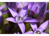 Der Deutsche Kranzenzian (Gentianella germanica) besiedelt Magerrasen sowohl in den Alpen, als auch im Flachland.