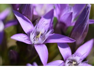 Der Deutsche Kranzenzian (Gentianella germanica) besiedelt Magerrasen sowohl in den Alpen, als auch im Flachland.