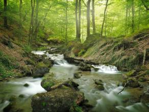 Bachlauf in einem Wald