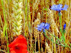 Getreidefeld mit Blumen