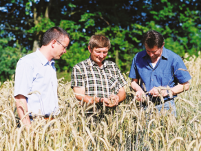 Drei Landwirte kontrollieren in einem Feld das Getreide.