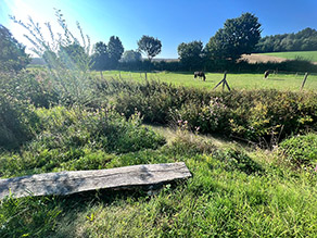 Eine Holzbank am Ufer eines kleinen Bachs in Obermünchen. Im Hintergrund eine umzäunte Weide mit zwei Pferden.