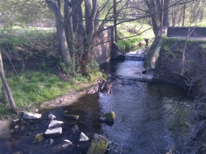 Im Bereich eines ehemaligen Wehres fließt das Wasser eines Bachs über eine kleine Schwelle.