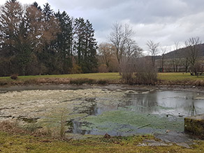 Zustand des Generationenplatzes vor der Umgestaltung: Halbgefüllter, runder Teich mit aufschwimmenden Algen. Im Hintergrund eine Grünfläche mit Sitzmöglichkeiten.
