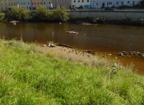 Blick die begrünte Uferböschung hinab auf einen Fluss. Enten sonnen sich am Flussufer. Eine Person fährt auf einem SUP vorbei. Am gegenüberliegenden Ufer eine Ufermauer, dahinter eine Straße mit Häuserreihe.