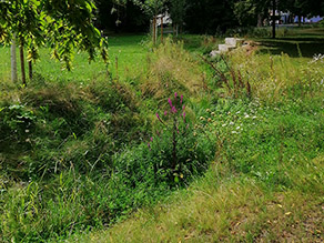 Die Ufer eines Bachs sind dicht mit Gras und krautigen Pflanzen bewachsen. Im Hintergrund ermöglichen Sitzstufen das Verweilen am Wasser.