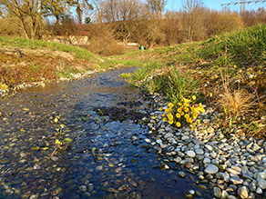 Das Wasser eines kleinen Baches fließt flach durch ein kiesiges Bachbett. Die Ufer sind kiesig und spärlich mit gelben Blumen und Gras bewachsen.